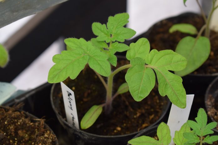 tomato seedling tomato seedling