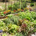 Tale of two gardeners, better together Raised-bed garden