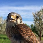 kestrel in orchard