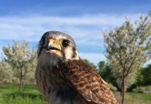 Predatory birds can help control crop insects kestrel in orchard