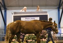 Penn State quarter horse sale: A tradition of excellence