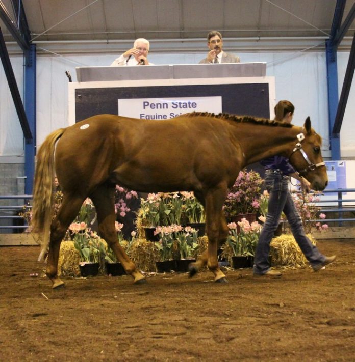 3c 4-28 horse-sale-web-2015-Auction