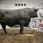 Mid-Atlantic’s top bulls to be offered at Pa. performance sale bull sale