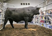 Pa. performance-tested bull sale grosses more than $286,000 bull sale