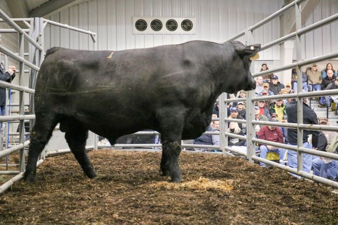 bull sale bull sale