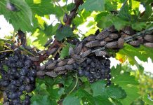 Can you ID spotted lanternfly? spotted lanternflies
