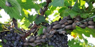 spotted lanternflies