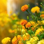 Cooking with flowers adds beauty and taste. Marigolds: One of the edible flowers.