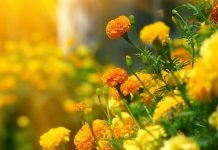 Cooking with flowers adds beauty and taste. Marigolds: One of the edible flowers.