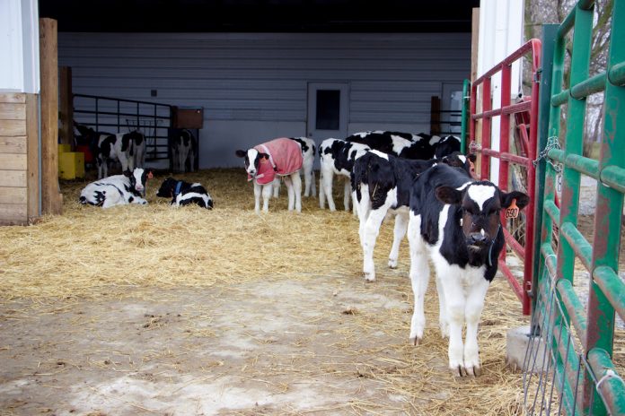 Erf farm steers2 Calf pens