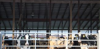 Pine Tree Dairy Holsteins