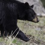 No better time to book a black bear hunt black bear
