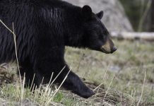 No better time to book a black bear hunt black bear