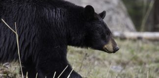 No better time to book a black bear hunt black bear