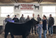 Northern Classic steer and heifer show results Bodnar Northern Classic