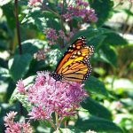 Rain gardens are beneficial for farms Monarch on milkweed