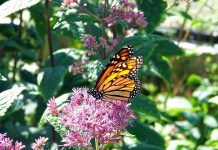 How to create a rain garden Monarch on milkweed