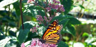 Monarch on milkweed