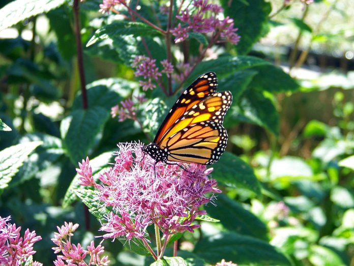 Monarch on milkweed