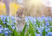 How to make your garden wildlife friendly chipmunk with purple flowers