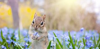 chipmunk with purple flowers