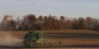 combining soybeans