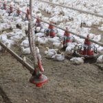 Outside the fence one time too many commercial chickens