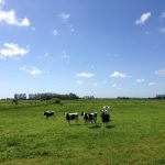 Fall pasture walk (and work) grazing cattle
