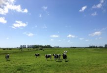 Time to reflect and set goals for 2025 grazing cattle