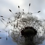 From scoff to cough dandilion