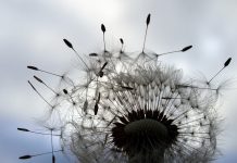 From scoff to cough dandilion