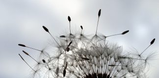 From scoff to cough dandilion