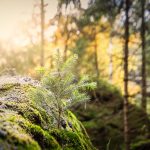 Earth Day reminders forest