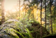 Earth Day reminders forest