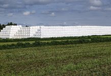 Management options for thin new alfalfa stands alfalfa field