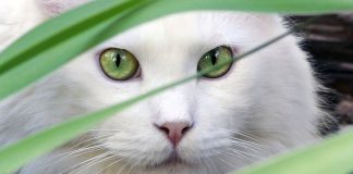 A barn cat with stand-out status white cat