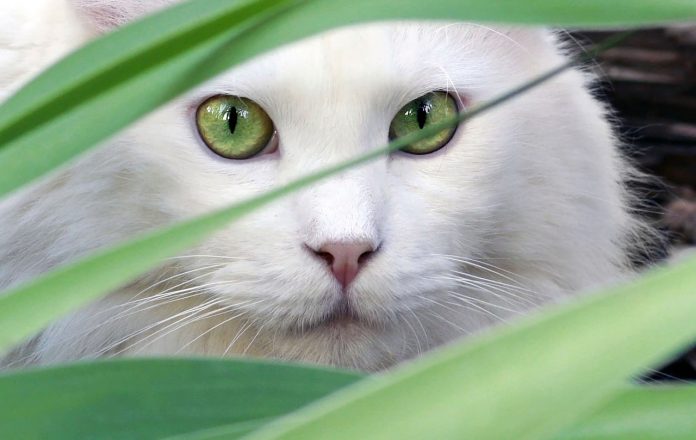 white cat white cat