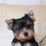 The tiny dog that stole our hearts Yorkie