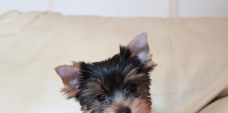 The tiny dog that stole our hearts Yorkie