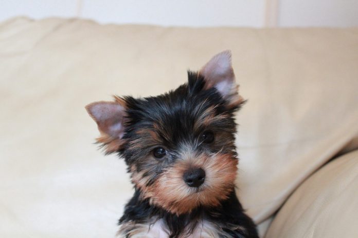 Yorkie Yorkie