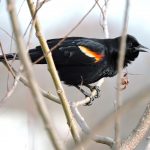 Learning bird songs and why they ‘sing’ red winged black bird