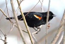 Learning bird songs and why they ‘sing’ red winged black bird