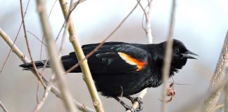 red winged black bird