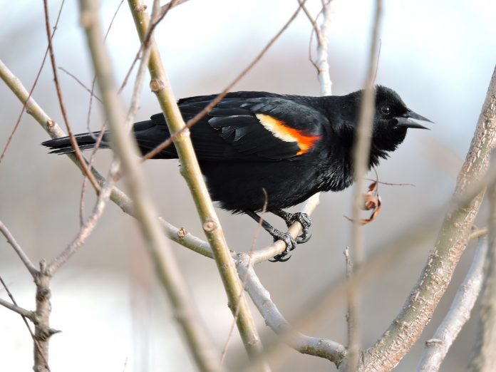 red winged black bird