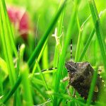 How to seal Asian lady beetles, stink bugs out of your house stink bug