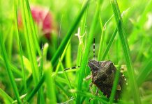 How to seal Asian lady beetles, stink bugs out of your house stink bug