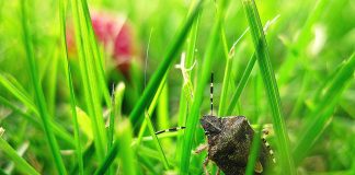How to seal Asian lady beetles, stink bugs out of your house stink bug