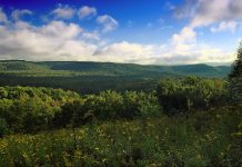 Greene Co. tree farm hosting tour Pennsylvania forest