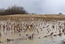 Grain markets weathering the good and bad Flooded field