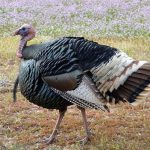 Sons have successful spring turkey season wild turkey